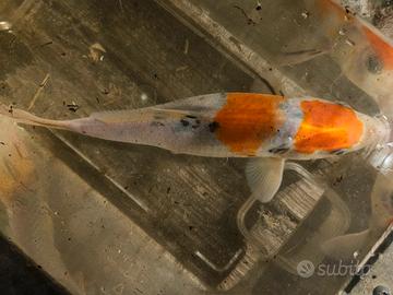 Carpa Koi Sanke 25 cm