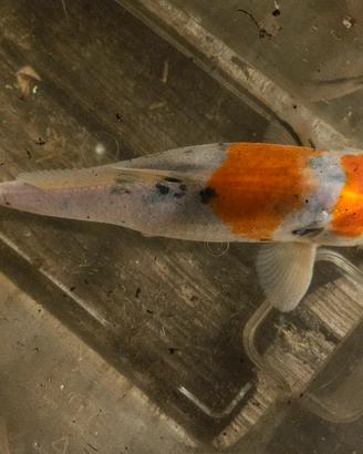 Carpa Koi Sanke 25 cm