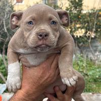 American bully