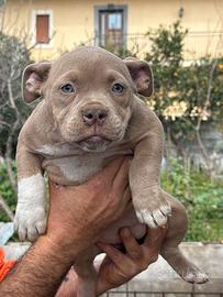 American bully