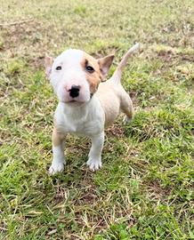 Bull terrier miniature maschio