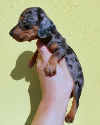 Cuccioli di bassotto arlecchino kaninchen