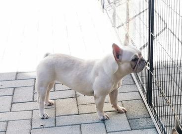 Bulldog francese esotico