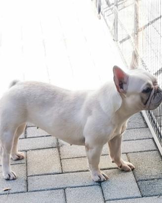 Bulldog francese esotico