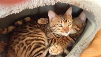 Gattini Bengala maschio e femmina