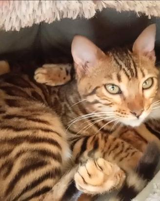 Gattini Bengala maschio e femmina