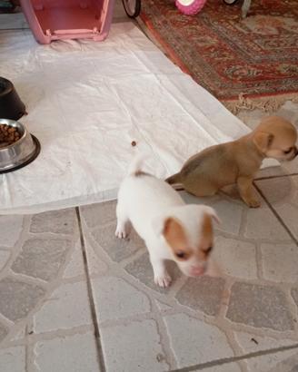 Chihuahua toy