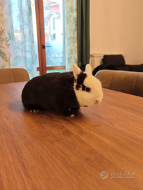 Coniglio Nano femmina