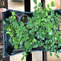 Bonsai - Semi di Murraia Paniculata