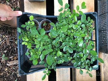 Bonsai - Semi di Murraia Paniculata