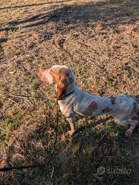 Bracco italiano