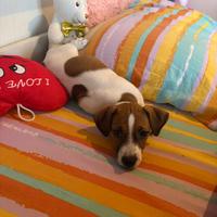 Jack Russell originale femminuccia