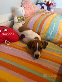 Jack Russell originale femminuccia