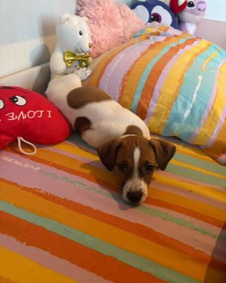 Jack Russell originale femminuccia