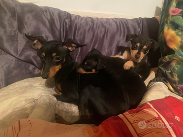 Cuccioli pincher