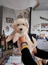 Cucciolo maltese