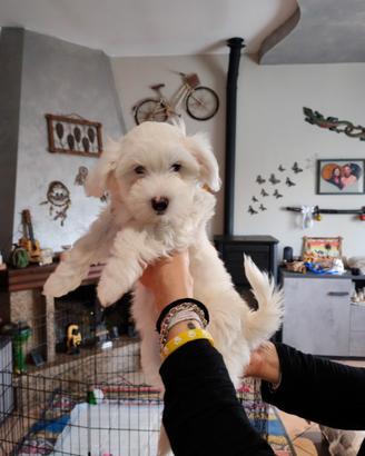 Cucciolo maltese
