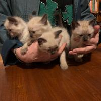 Cuccioli gatti siamesi