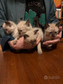 Cuccioli gatti siamesi