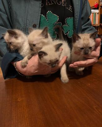 Cuccioli gatti siamesi