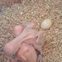 Pullo Parrocchetto dal Collare Viola