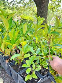 Siepi siepe da giardino viburno lucido lauroceraso