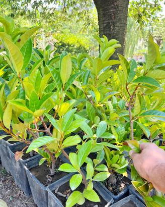 Siepi siepe da giardino viburno lucido lauroceraso