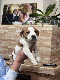 Cuccioli Jack Russell