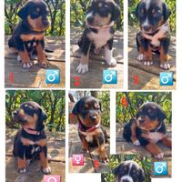 Cuccioli incrocio pastore australiano