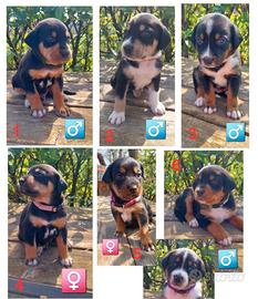 Cuccioli incrocio pastore australiano