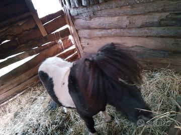 Pony maschio