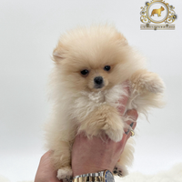 Dolcissimi cuccioli Spitz di Pomerania