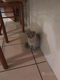 Britisch schottish femmina disponibile x accoppiam