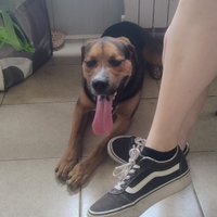 Incrocio rottweiler di 1 anno