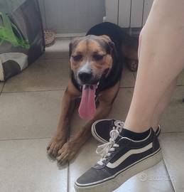 Incrocio rottweiler di 1 anno