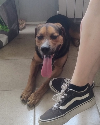 Incrocio rottweiler di 1 anno