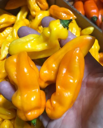 Habanero Lemon  media piccantezza per semi e altro