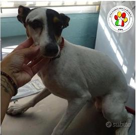 Femmina mix bodeguero - 2 anni circa