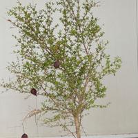 Melograno ornamentale