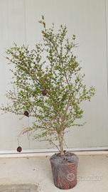 Melograno ornamentale