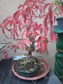 bonsai 