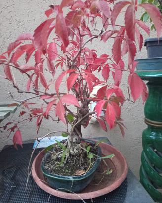 bonsai 