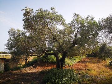 Terreno agricolo 3.200 mq con edificio in costruz