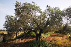 Terreno agricolo 3.200 mq con edificio in costruz
