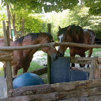 Pensione cavallo GRATIS