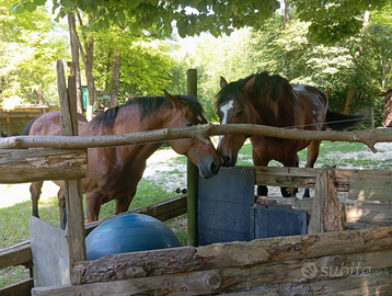 Pensione cavallo GRATIS