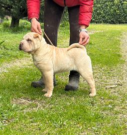 Shar Pei cuccioli