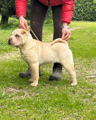 Shar Pei cuccioli