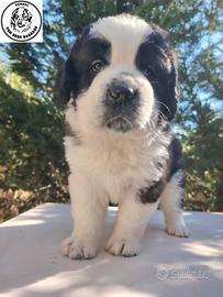 Cuccioli di san bernardo con pedigree
