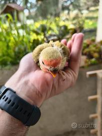 Pulli da imbecco inseparabili